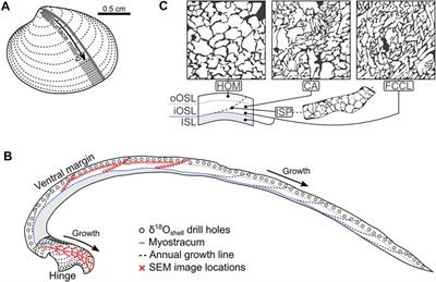 Microstructural Mapping of Arctica islandica Shells Reveals Environmental and Physiological Controls on Biomineral Size
